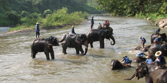 elephant-camp-maesa-chiang-mai