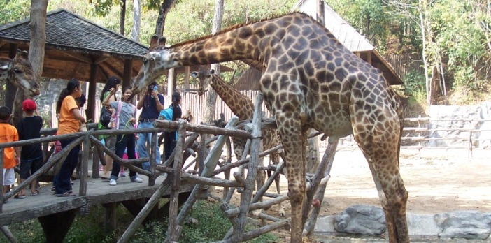 chiang-mai-zoo-giraffe-eating