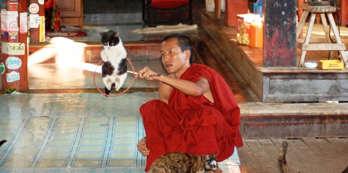 moench-am-inle-lake-mit-seinen-jumping-cats-myanmar