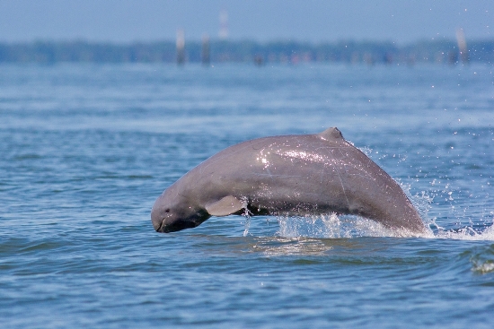 why-visit-cambodia-irrawady-dolphins