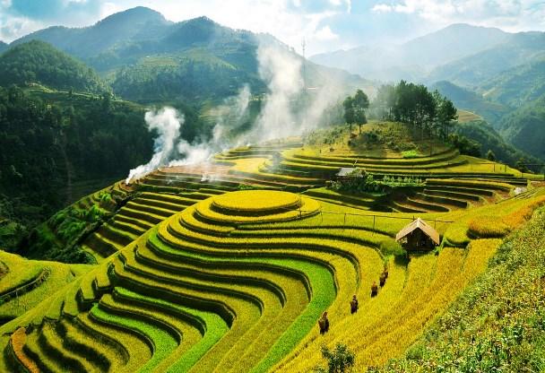 things-to-do-in-sapa-rice-terrace-field