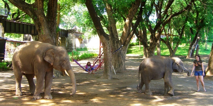 elephant-camp-in-kanchanaburi