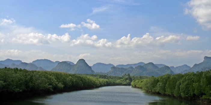 phang-nga-mangrove-forest