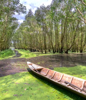 can_gio_mangrove_forest-1