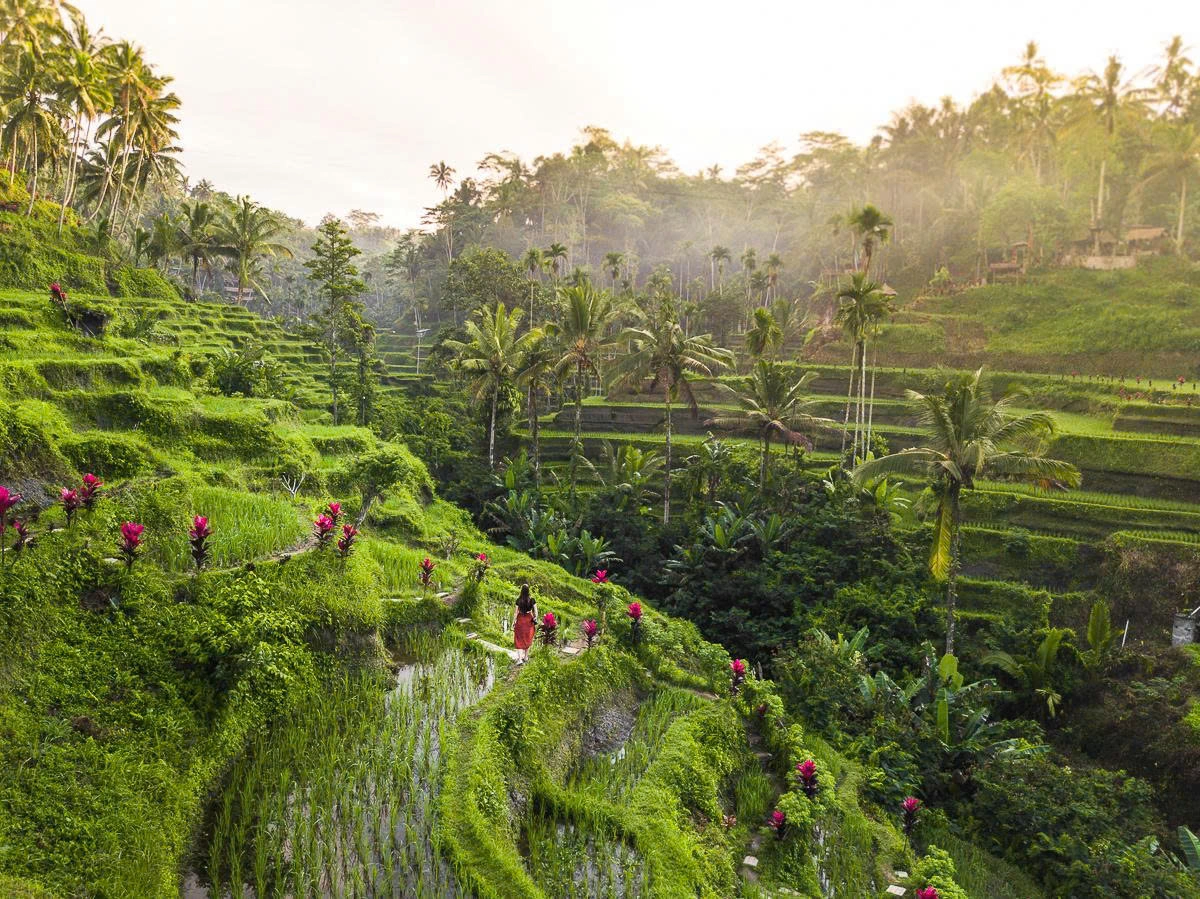 Best Things To Do In Ubud Ubud Customized Tours With VietnamStay